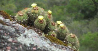 Brazília növényvilága is megjelenik az idei őszi Országos Kaktuszkiállítás és Vásár során. Rendezvény Magazin 2019.